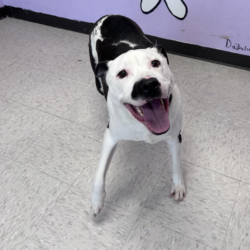 Enlarge Colossus, a Adoptable mixed breed in Binghamton, NY image 5/6