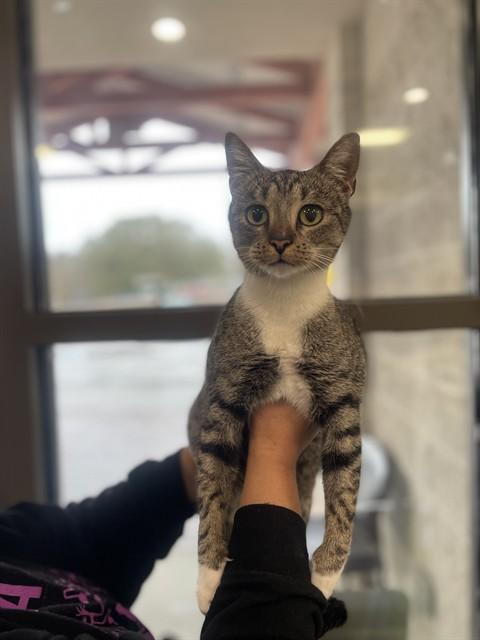 CAMI, Adoptable, Young Female Domestic Short Hair.