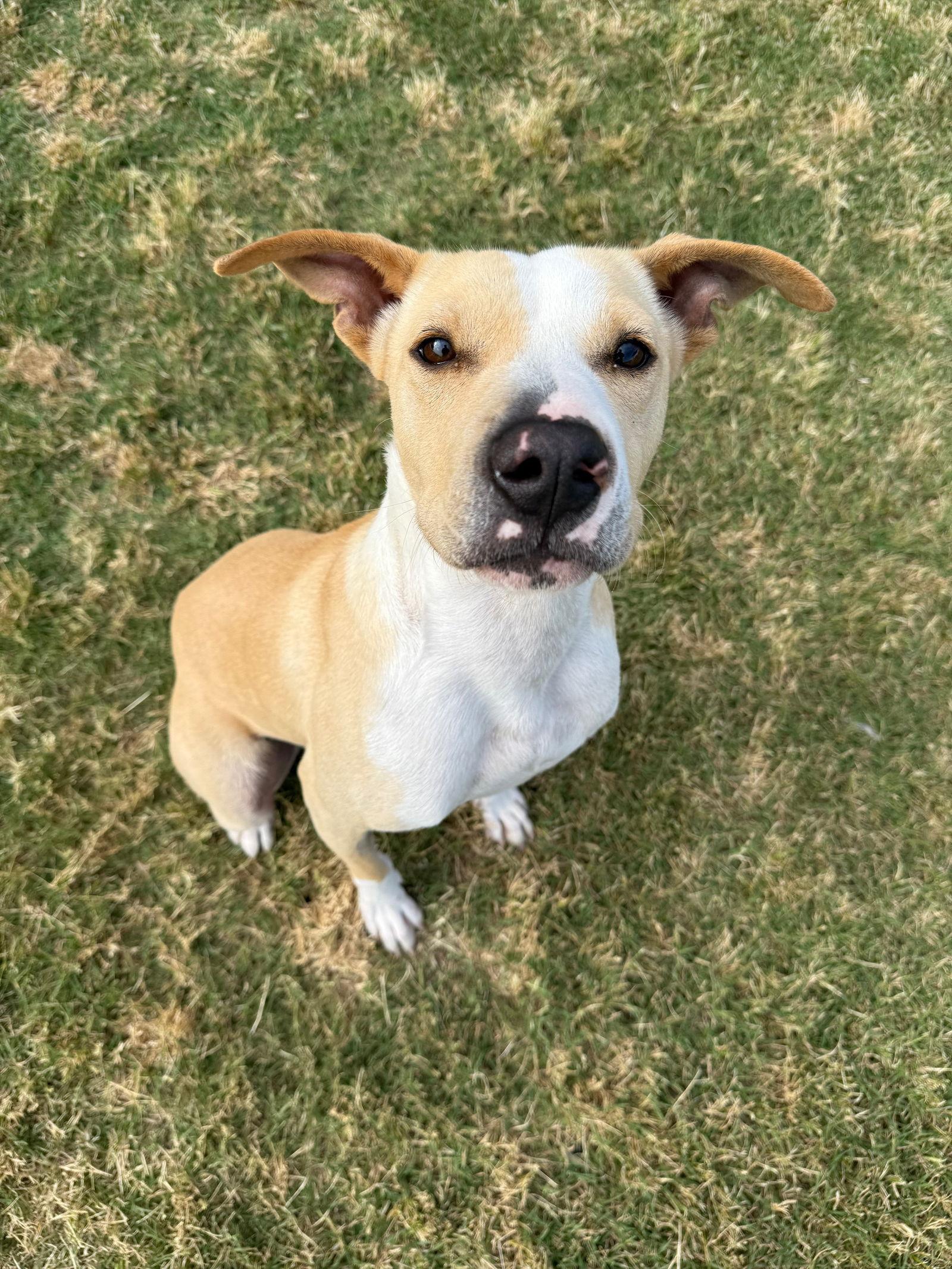 Enlarge Summer, a Adoptable Pit Bull Terrier in Sunnyvale, CA image 1/1