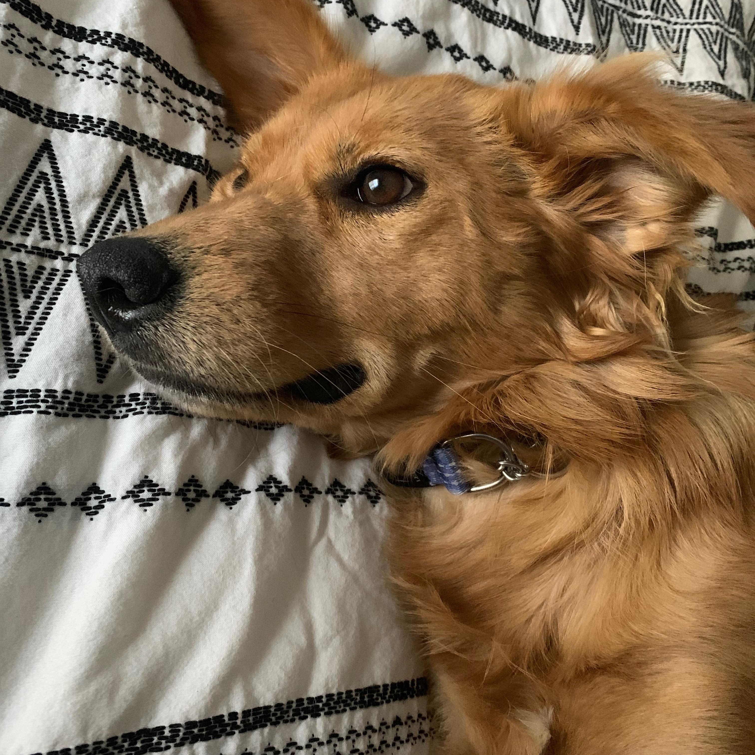 Enlarge Pumpkin, an adopted mixed breed in Cumming, GA image 5/5