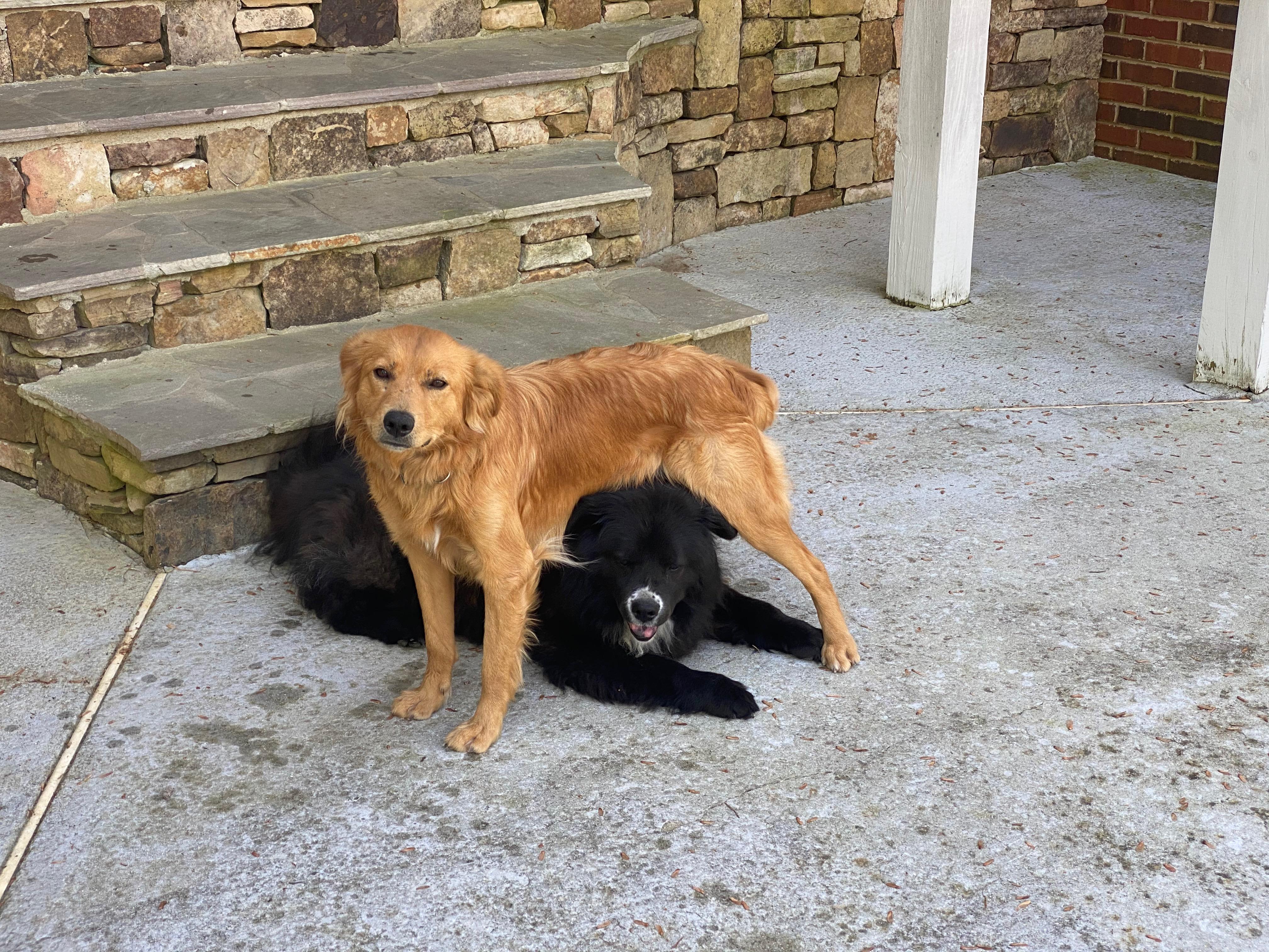 Enlarge Pumpkin, an adopted mixed breed in Cumming, GA image 4/5