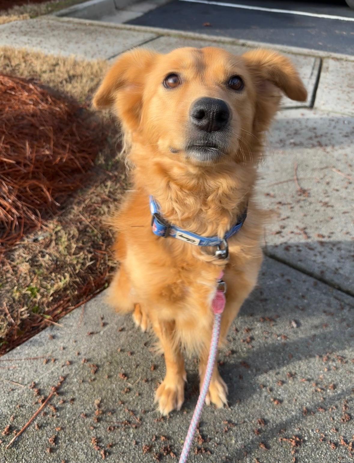 Enlarge Pumpkin, an adopted mixed breed in Cumming, GA image 2/5