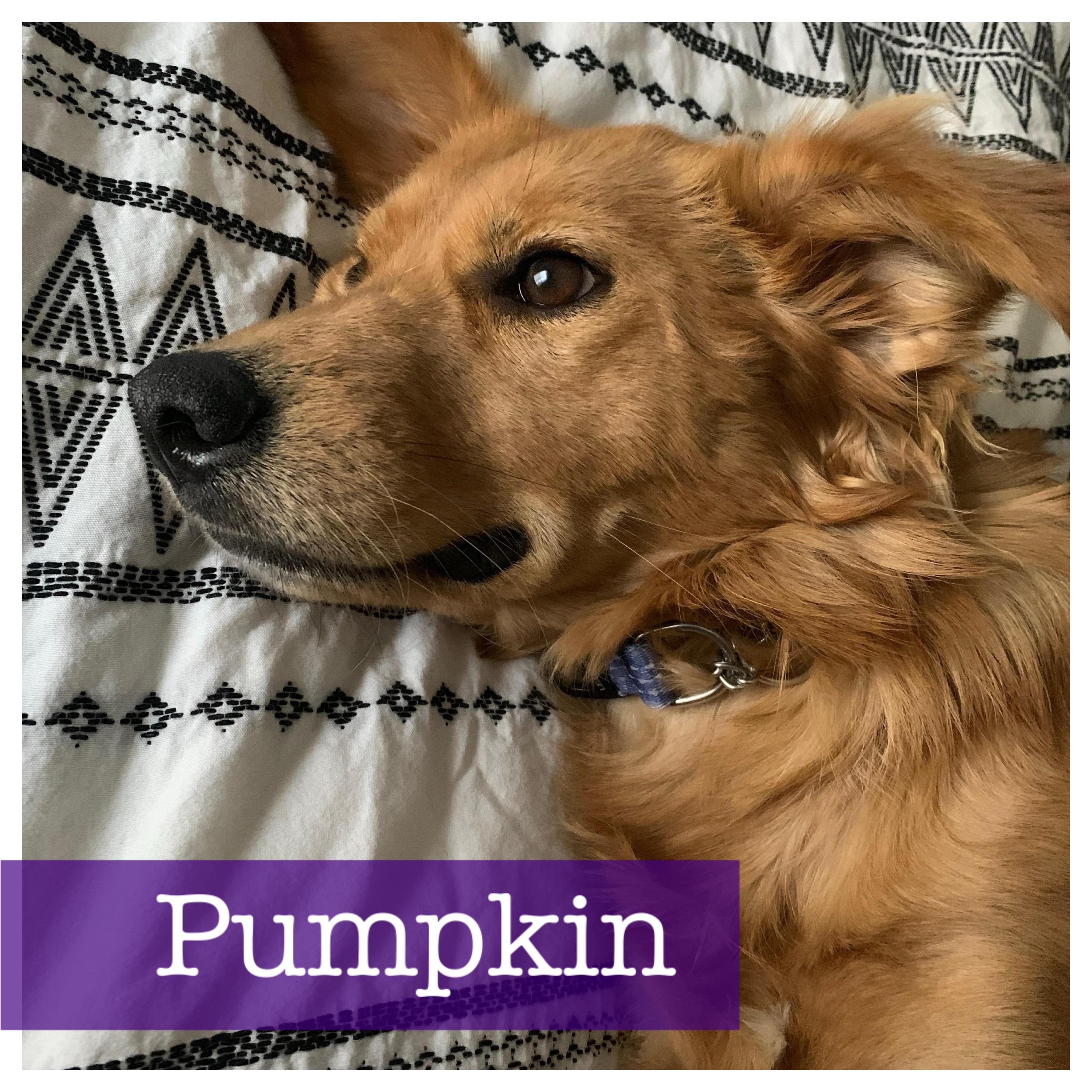 Enlarge Pumpkin, an adopted mixed breed in Cumming, GA image 1/5