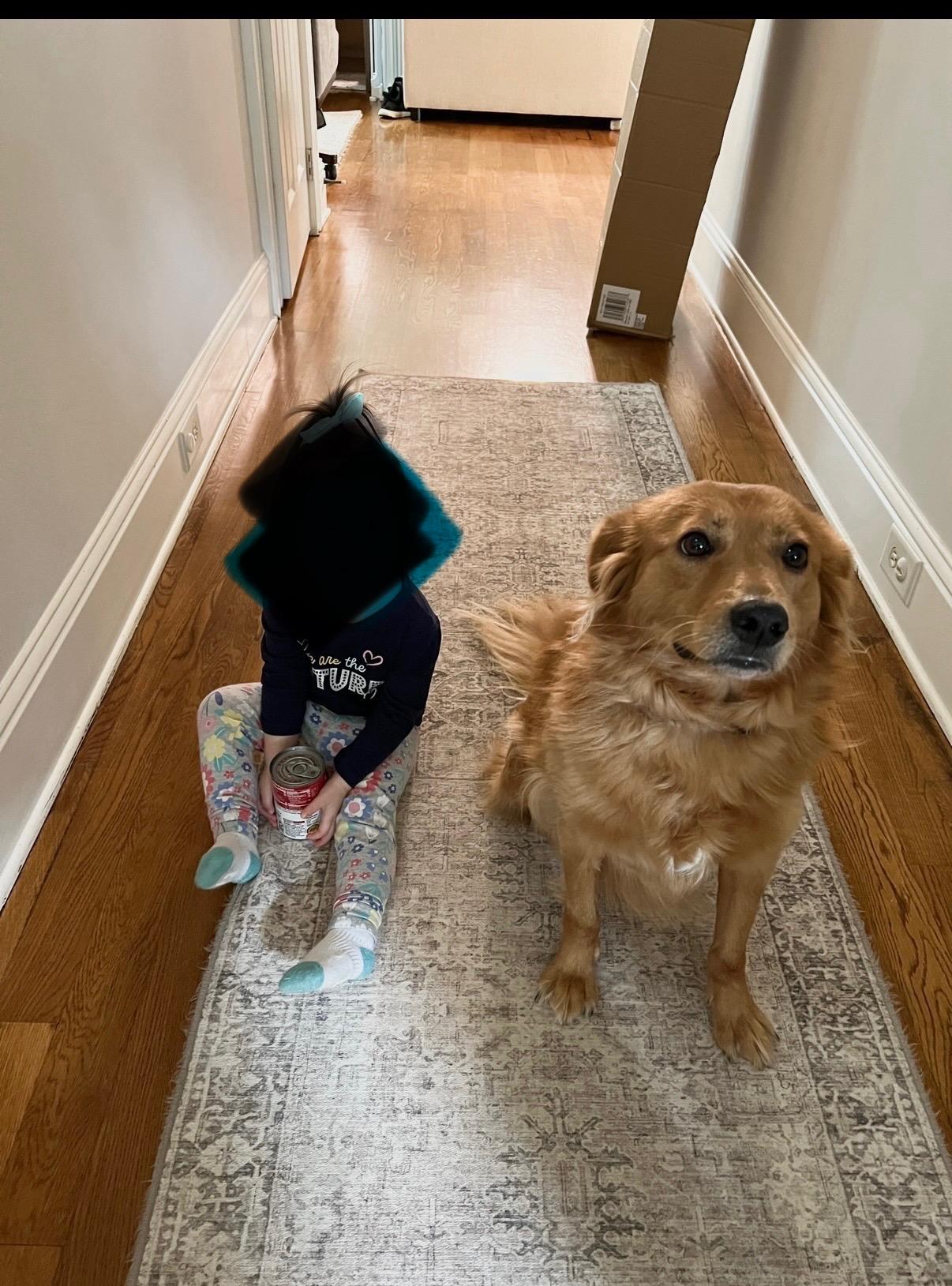 Enlarge Pumpkin, an adopted mixed breed in Cumming, GA image 3/5