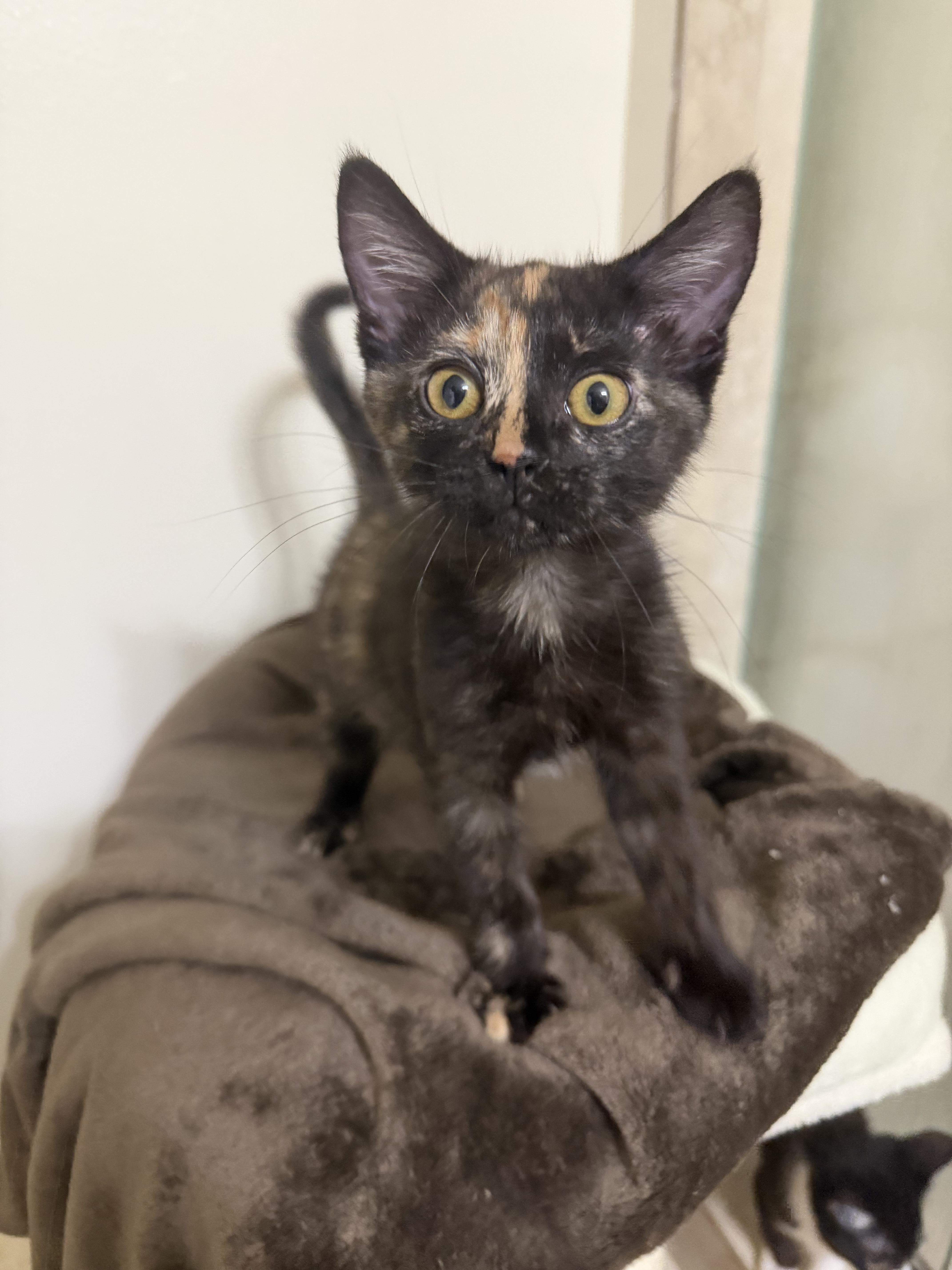 Blossom, an adopted Tortoiseshell in Boston, MA image 3/5