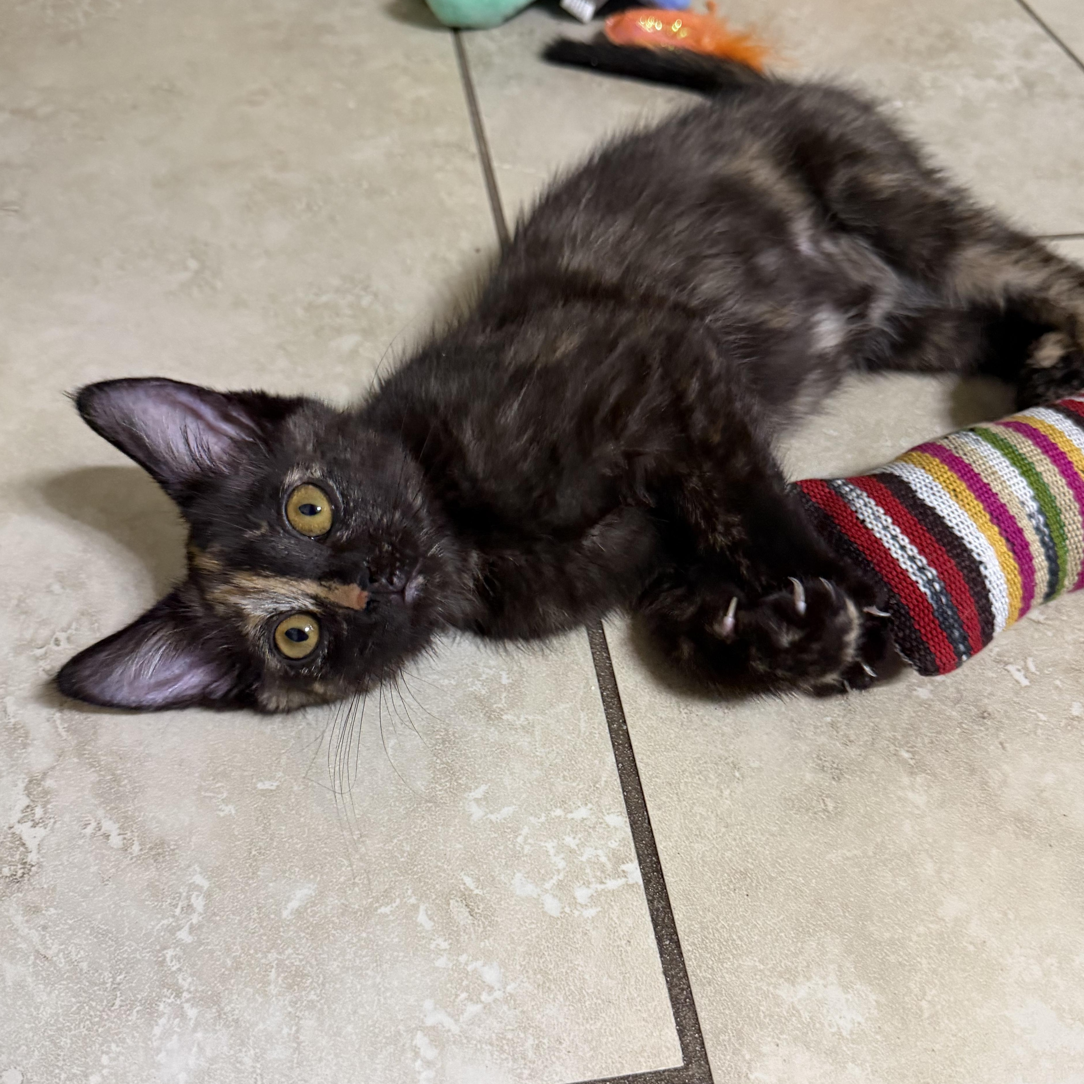 Blossom, an adopted Tortoiseshell in Boston, MA image 2/5