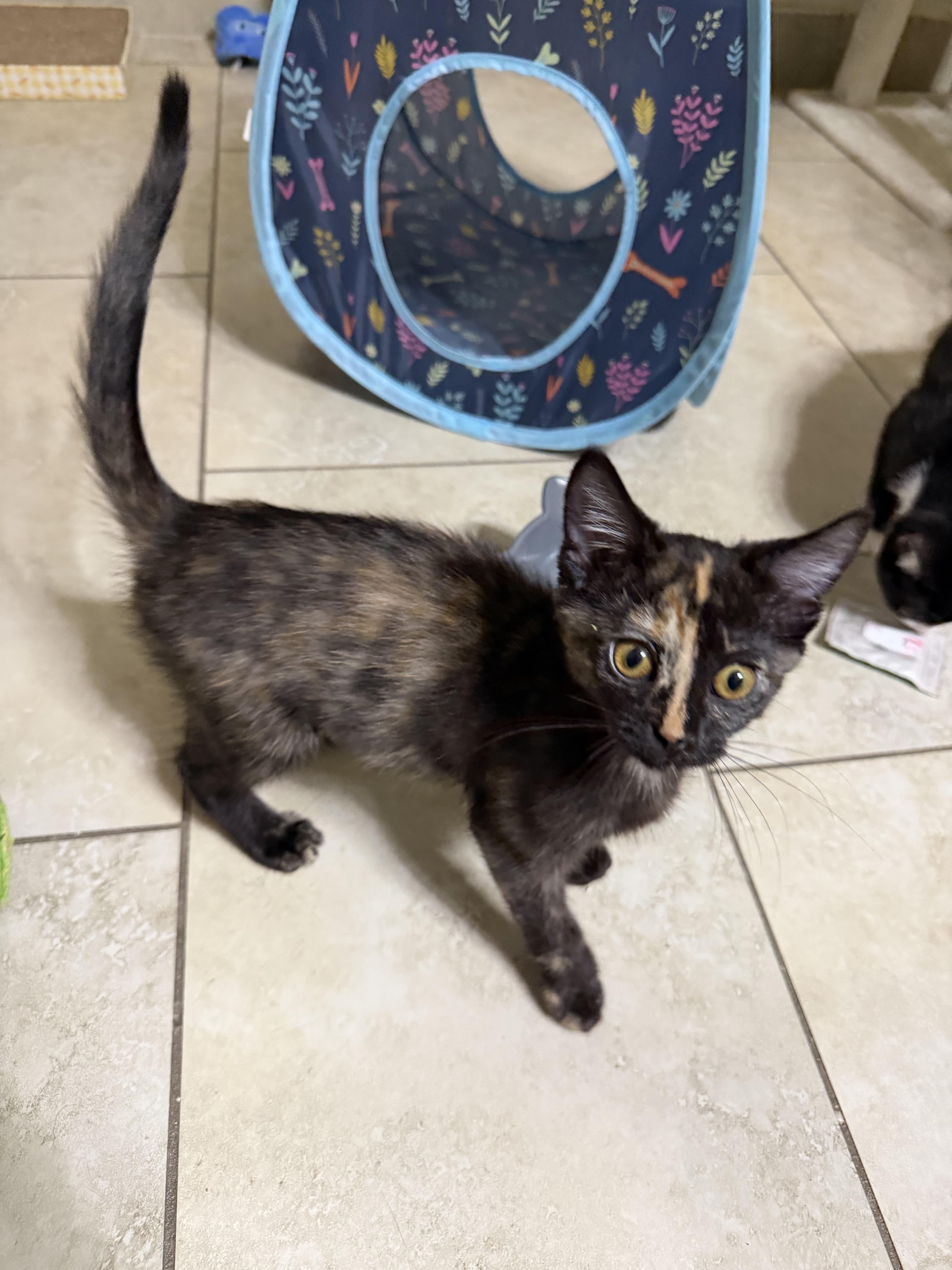 Blossom, an adopted Tortoiseshell in Boston, MA image 4/5