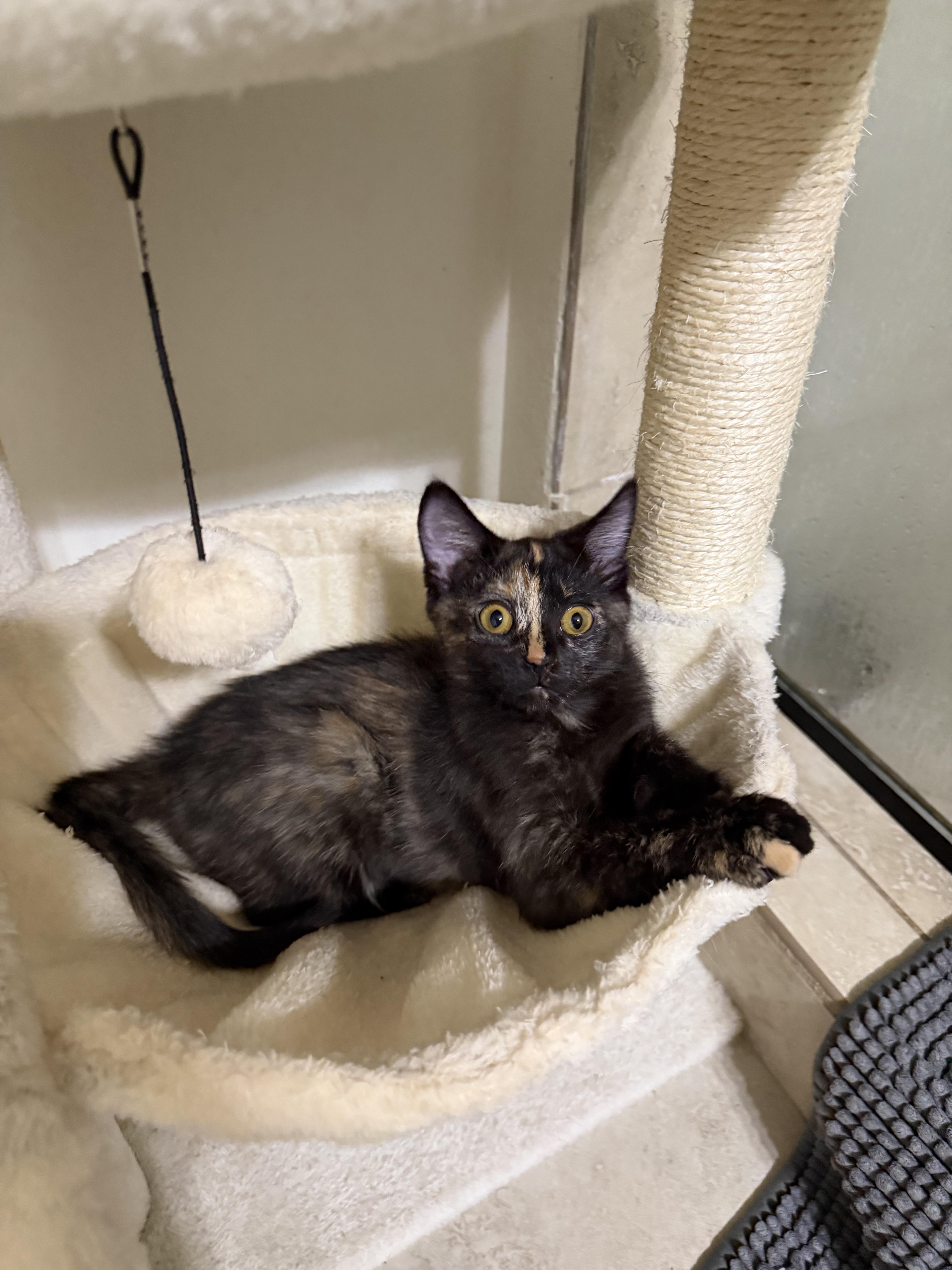 Blossom, an adopted Tortoiseshell in Boston, MA image 5/5