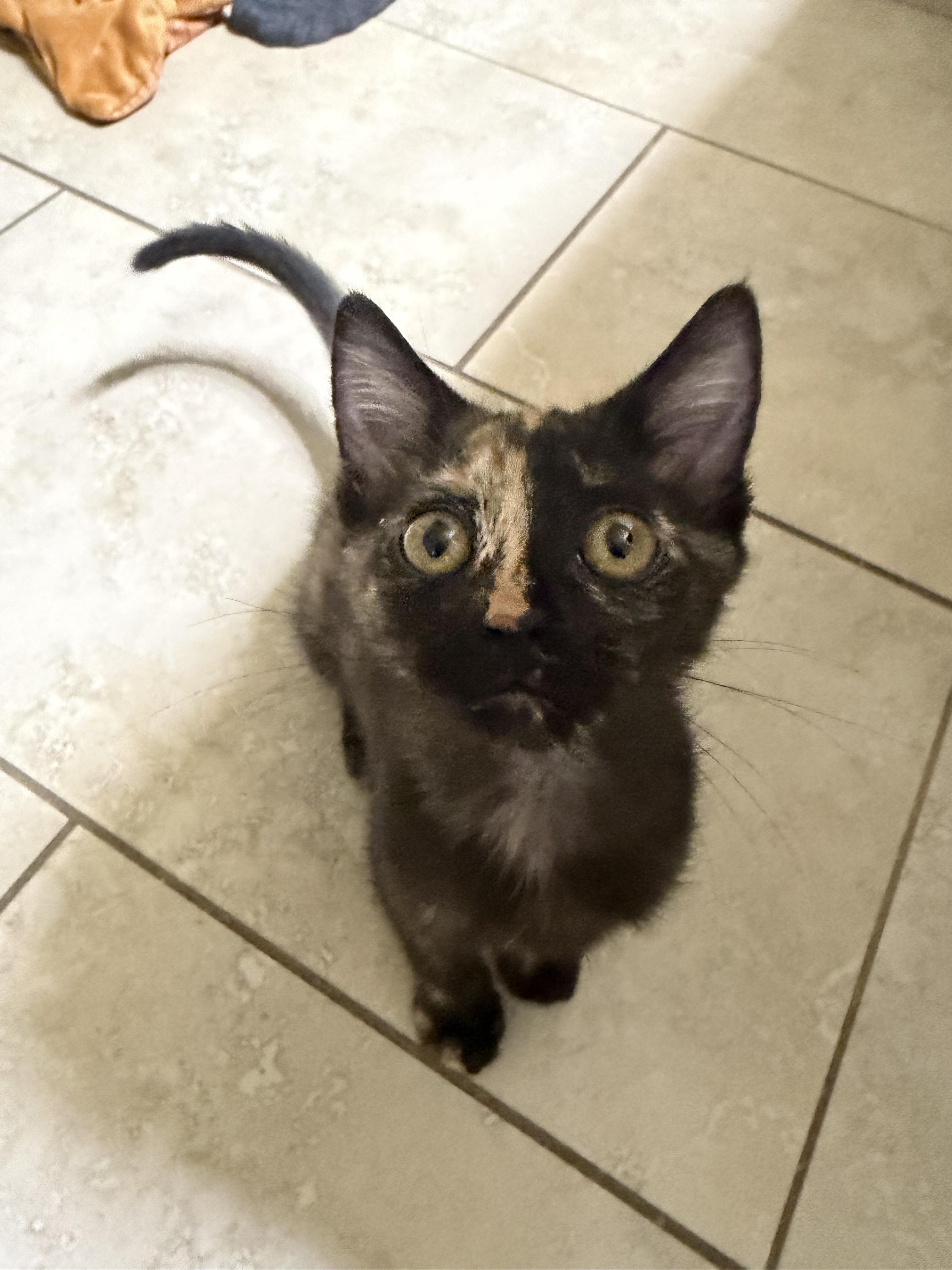 Blossom, adopted, Kitten Female Tortoiseshell.