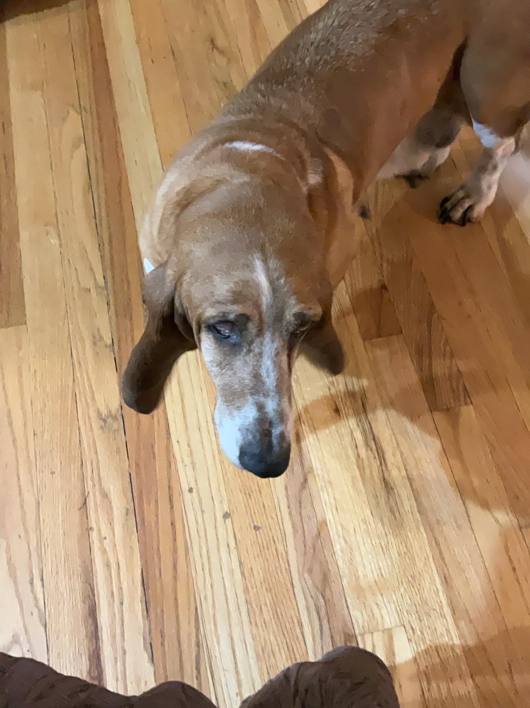 Enlarge Esther, a ADOPTABLE Basset Hound in Spokane, WA image 1/3