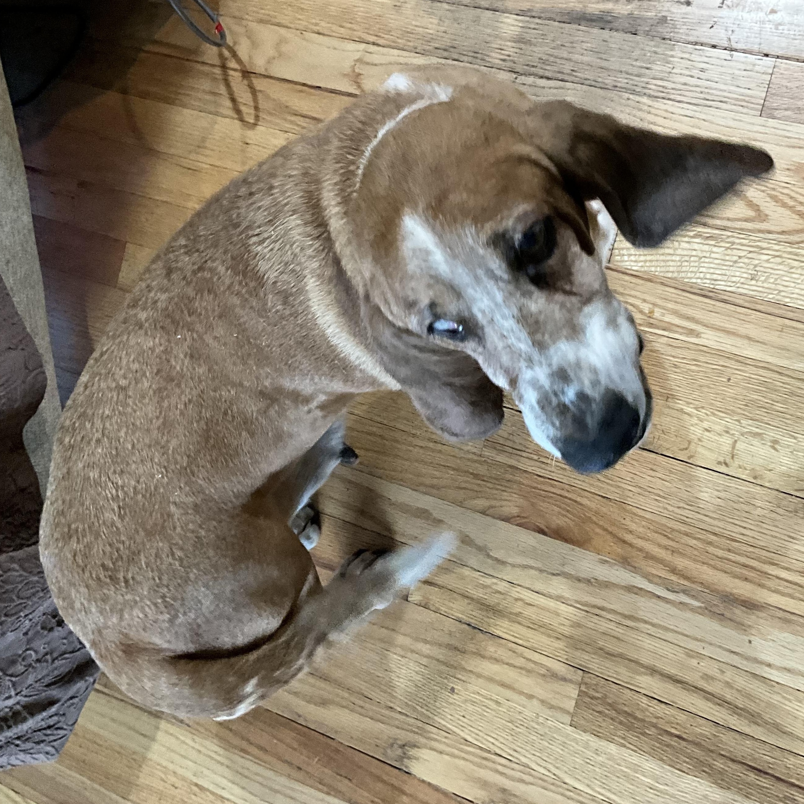 Enlarge Esther, a ADOPTABLE Basset Hound in Spokane, WA image 3/3