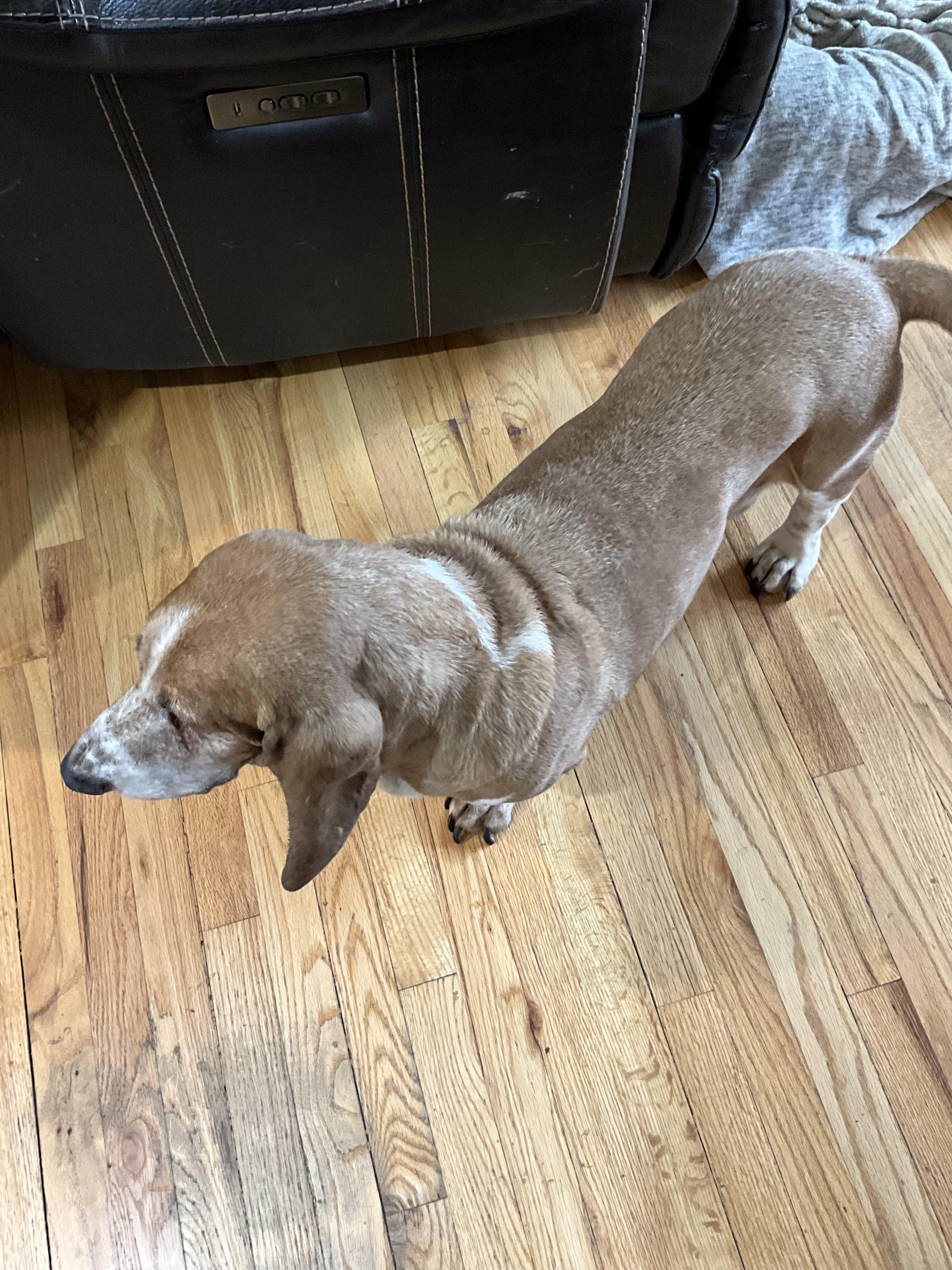 Enlarge Esther, a ADOPTABLE Basset Hound in Spokane, WA image 2/3