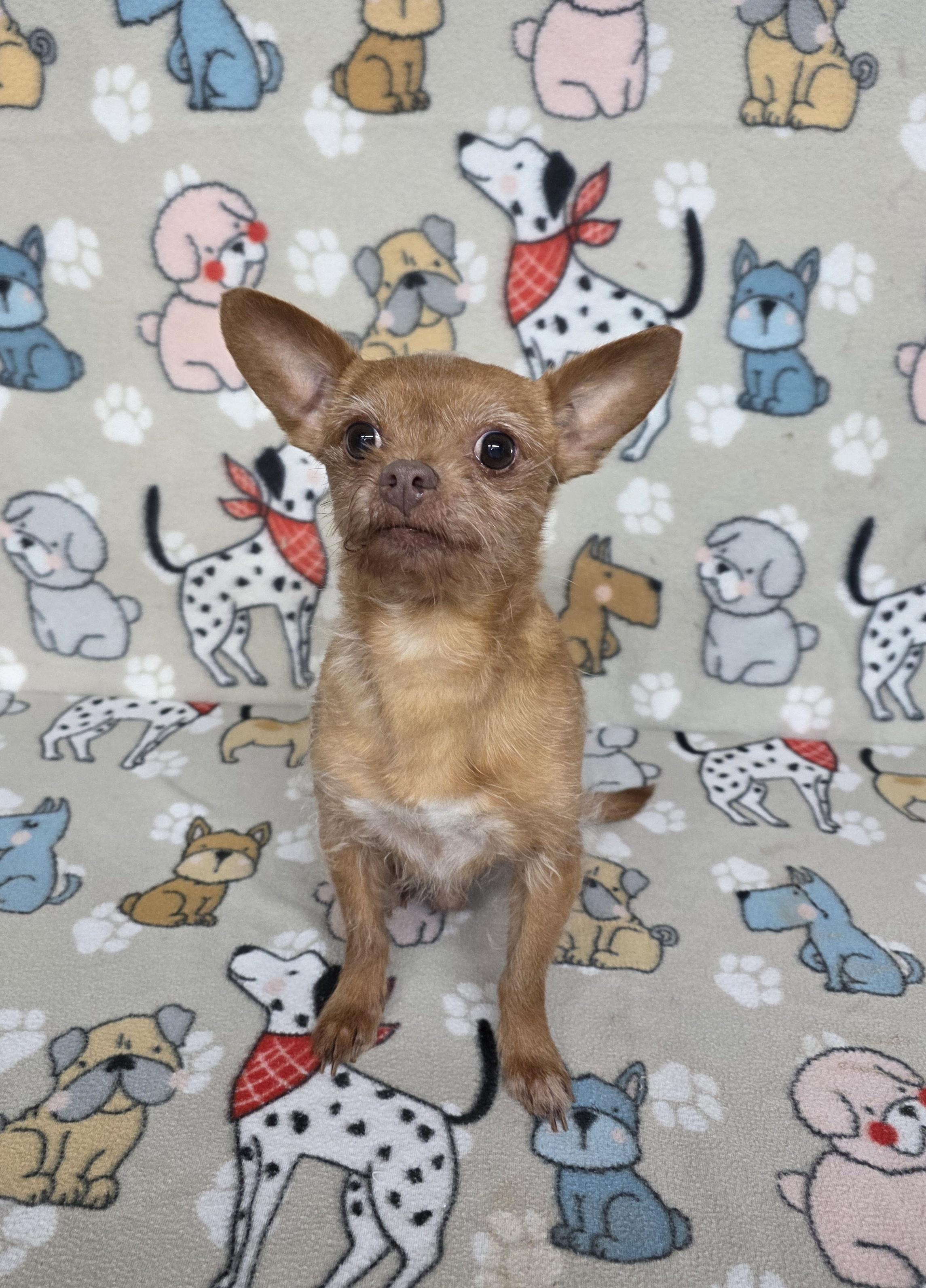 Enlarge Clyde, a ADOPTABLE mixed breed in Dallas, GA image 2/2