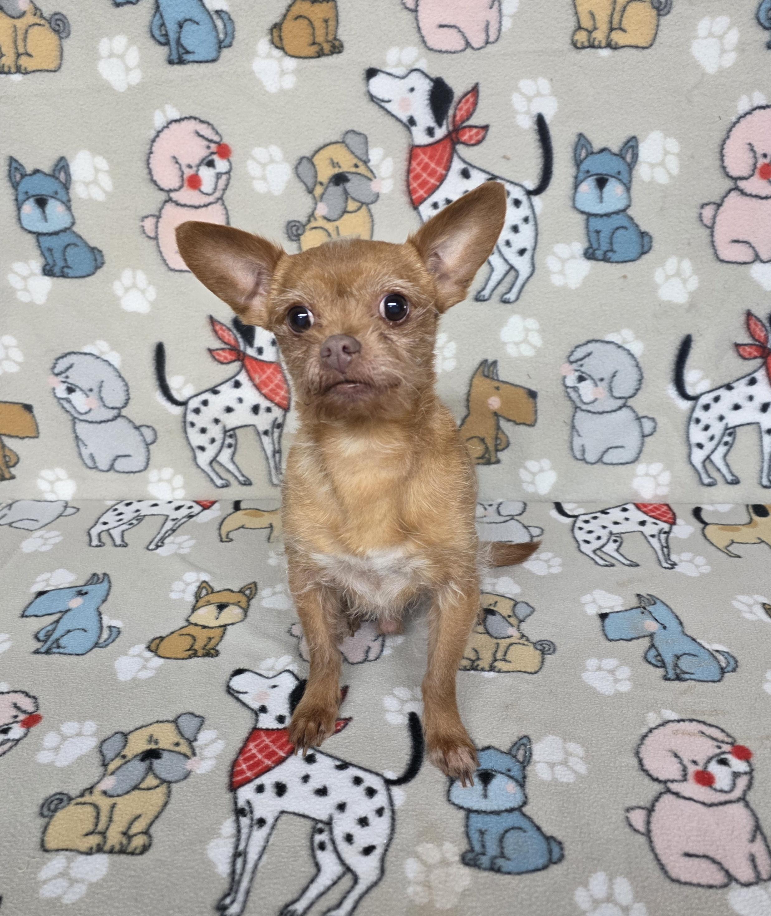 Clyde, ADOPTABLE, Adult Male Chihuahua.