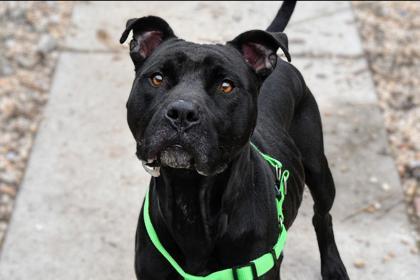 Flint, a Adoptable Mixed Breed in West Chester, PA image 2/3
