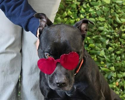 Enlarge Flint, a Adoptable Mixed Breed in West Chester, PA image 1/3
