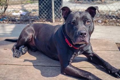 Enlarge Flint, a Adoptable Mixed Breed in West Chester, PA image 1/3
