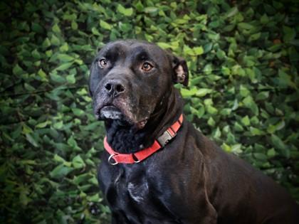 Enlarge Flint, a Adoptable Mixed Breed in West Chester, PA image 2/3