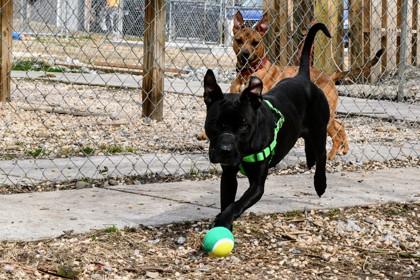 Enlarge Flint, a Adoptable Mixed Breed in West Chester, PA image 1/3