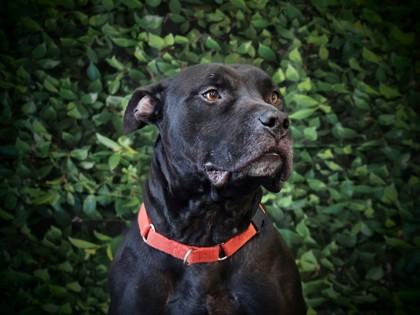 Enlarge Flint, a Adoptable Mixed Breed in West Chester, PA image 3/3