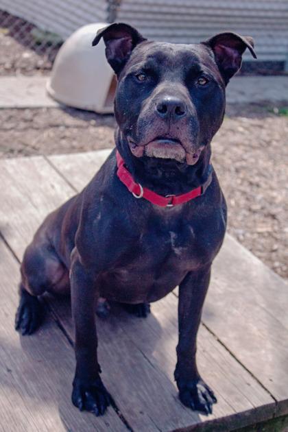 Enlarge Flint, a Adoptable Mixed Breed in West Chester, PA image 3/3
