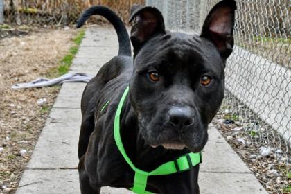 Enlarge Flint, a Adoptable Mixed Breed in West Chester, PA image 2/3