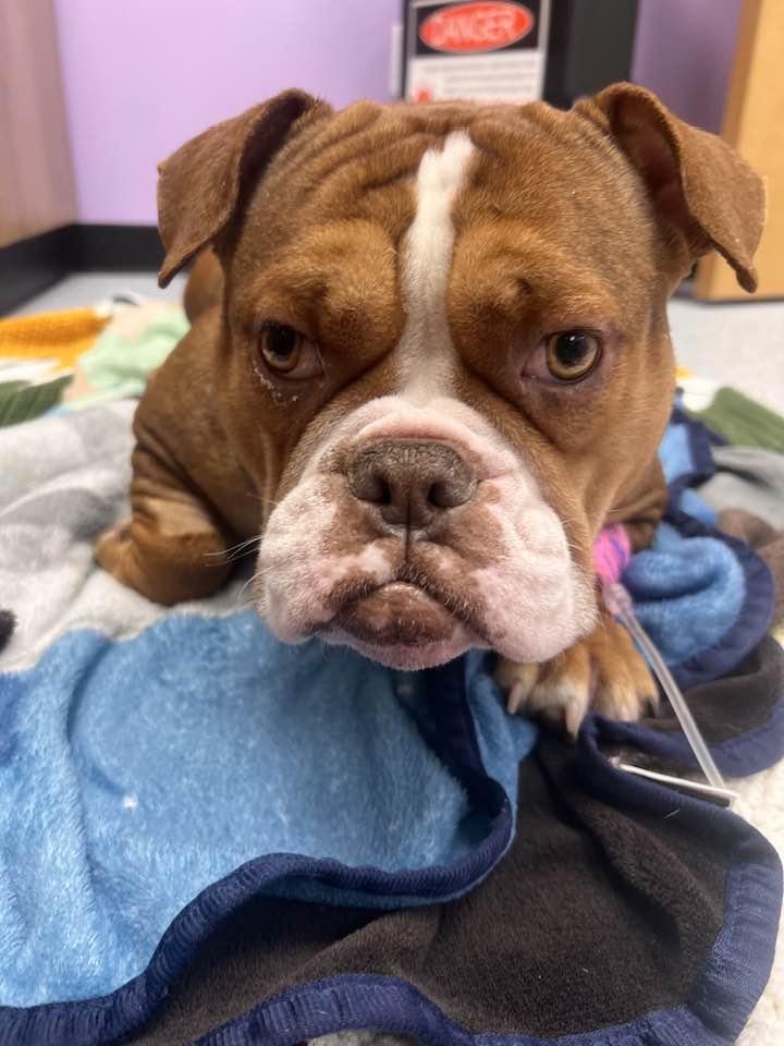 Enlarge Patsy, a Adoptable American Bulldog in Belleville, MI image 1/3