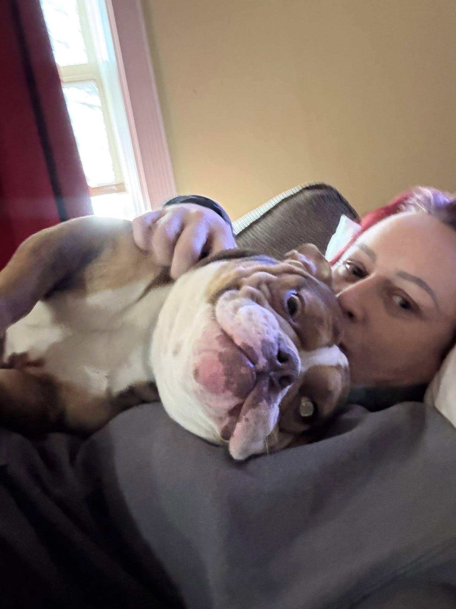 Enlarge Patsy, a Adoptable American Bulldog in Belleville, MI image 2/3