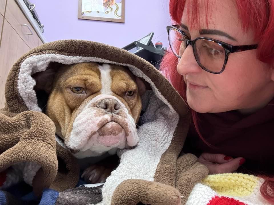 Enlarge Patsy, a Adoptable American Bulldog in Belleville, MI image 3/3