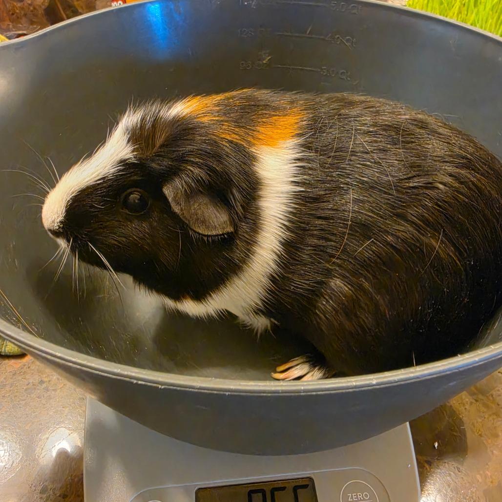 Enlarge Vesta (bonded with Juno), a ADOPTABLE Short-Haired in Walnut Grove, CA image 1/1