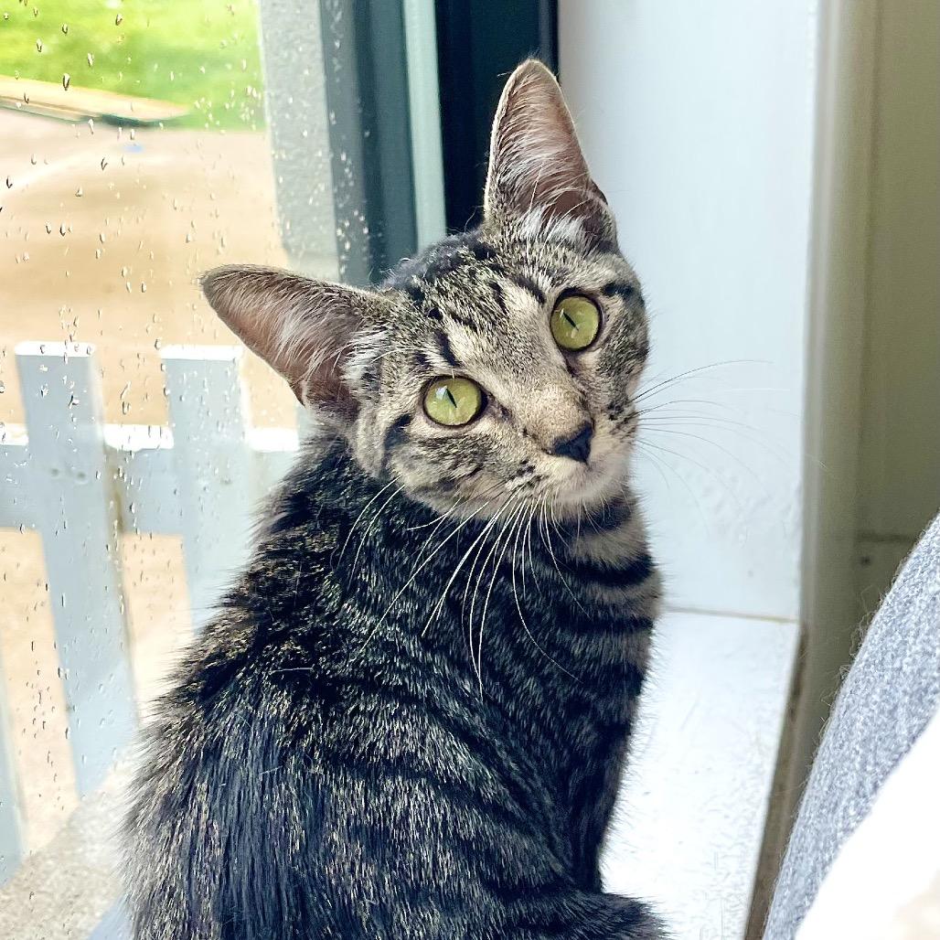 Gali, Adoptable, Young Female Domestic Medium Hair.