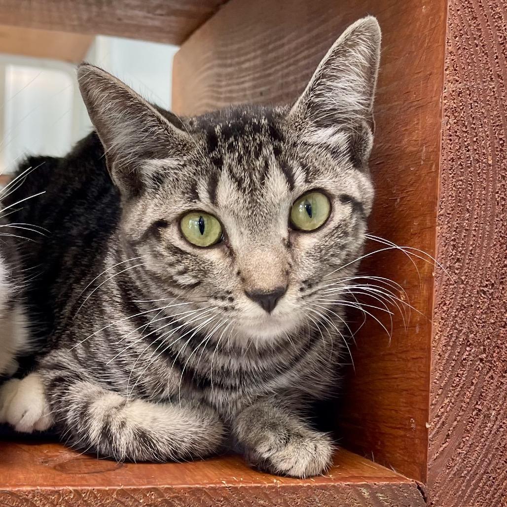 Enlarge Gali, a Adoptable Domestic Medium Hair in Deerfield, IL image 2/4