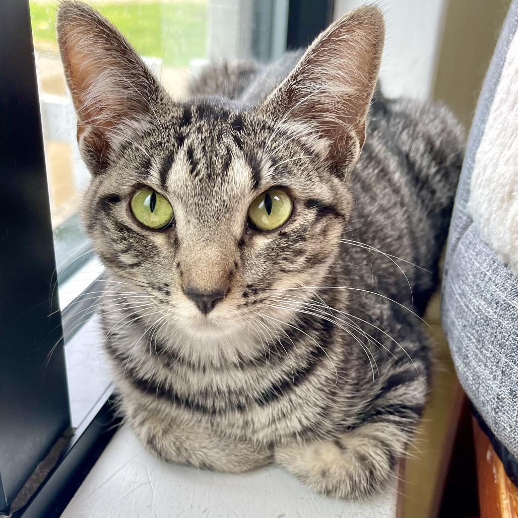 Enlarge Gali, a Adoptable Domestic Medium Hair in Deerfield, IL image 3/4