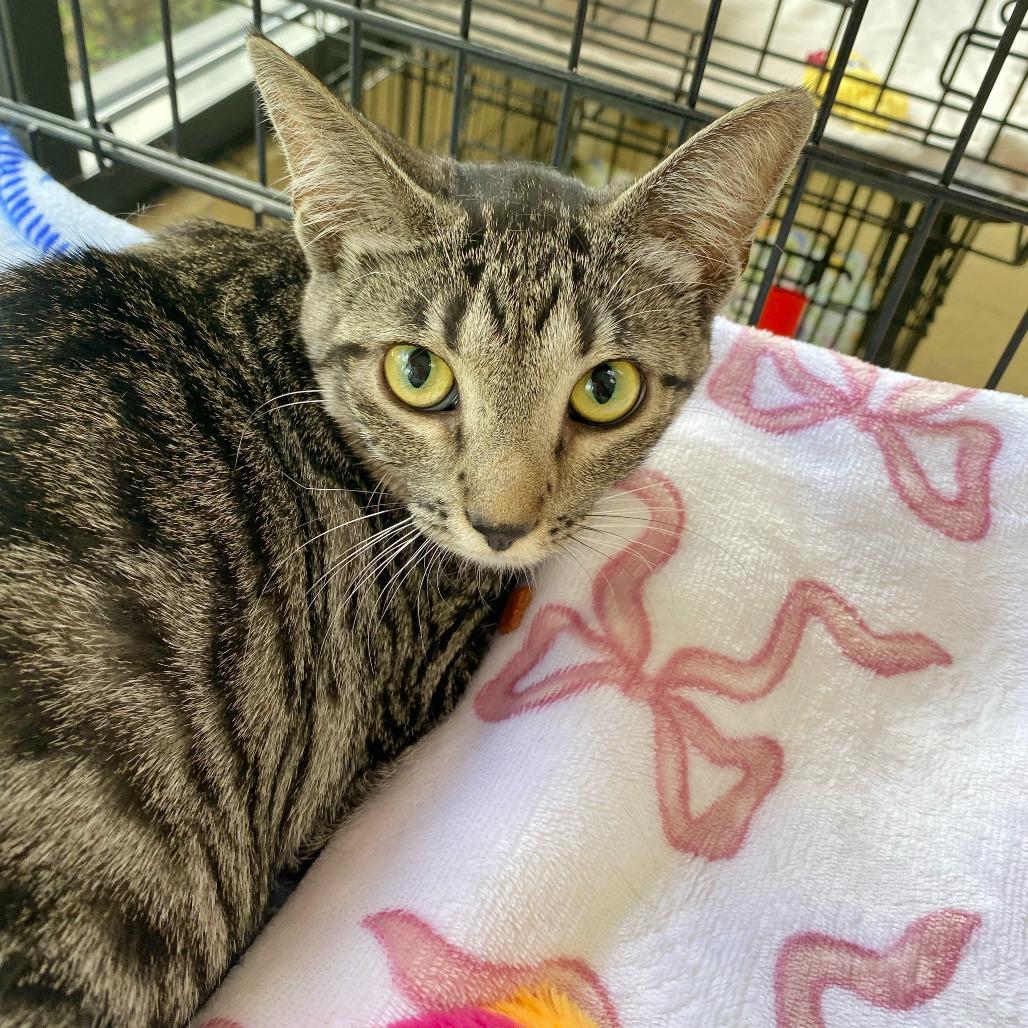 Enlarge Gali, a Adoptable Domestic Medium Hair in Deerfield, IL image 4/4