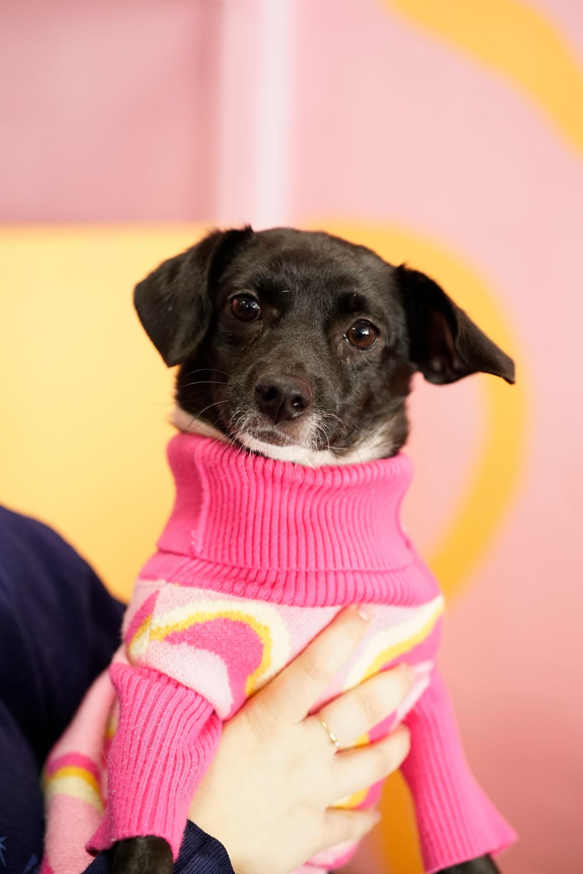 Enlarge Cleo, a ADOPTABLE mixed breed in Pasadena, CA image 3/6