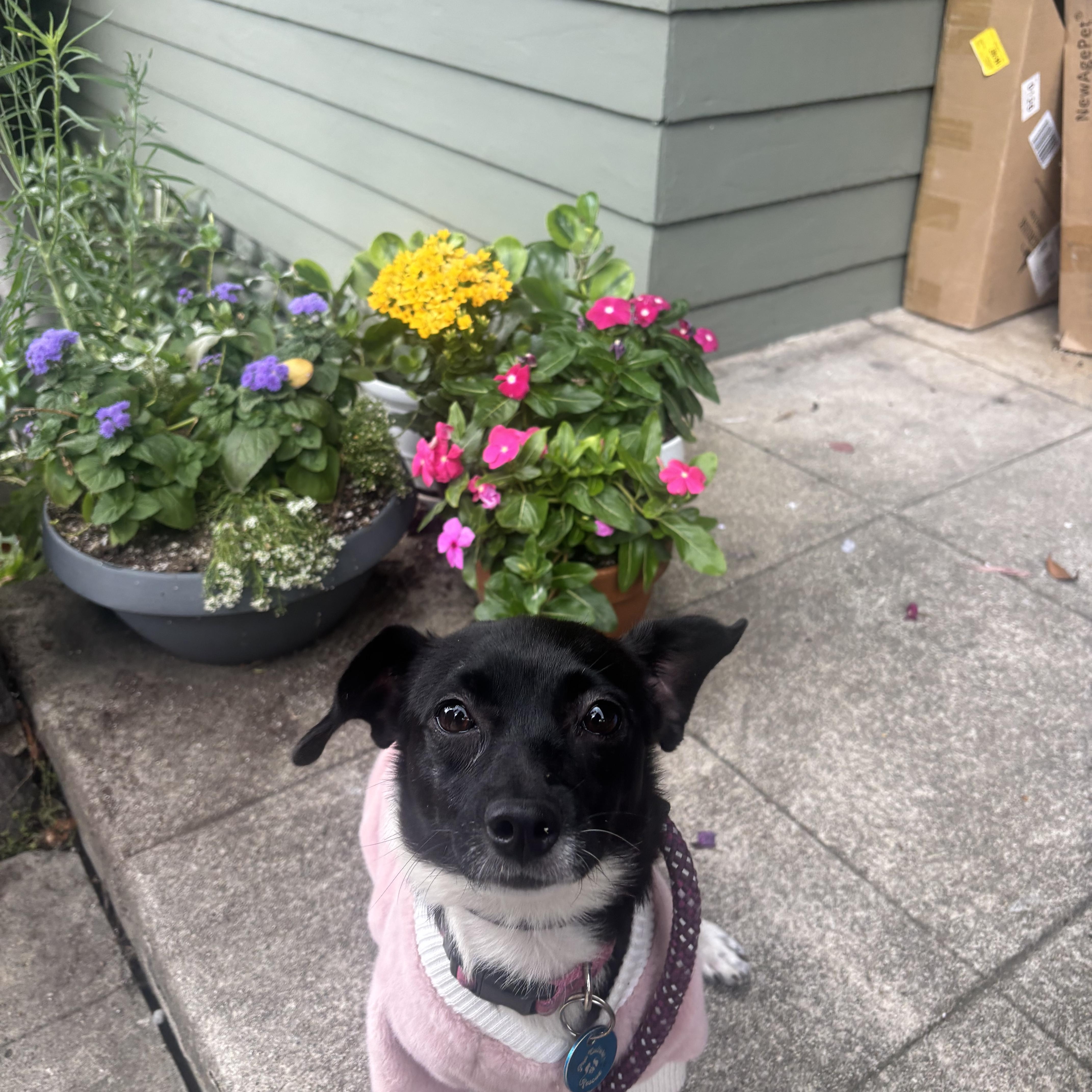 Enlarge Cleo, a ADOPTABLE mixed breed in Pasadena, CA image 5/6