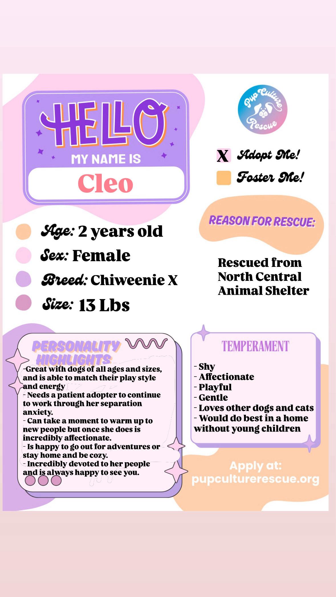 Enlarge Cleo, a ADOPTABLE mixed breed in Pasadena, CA image 2/6
