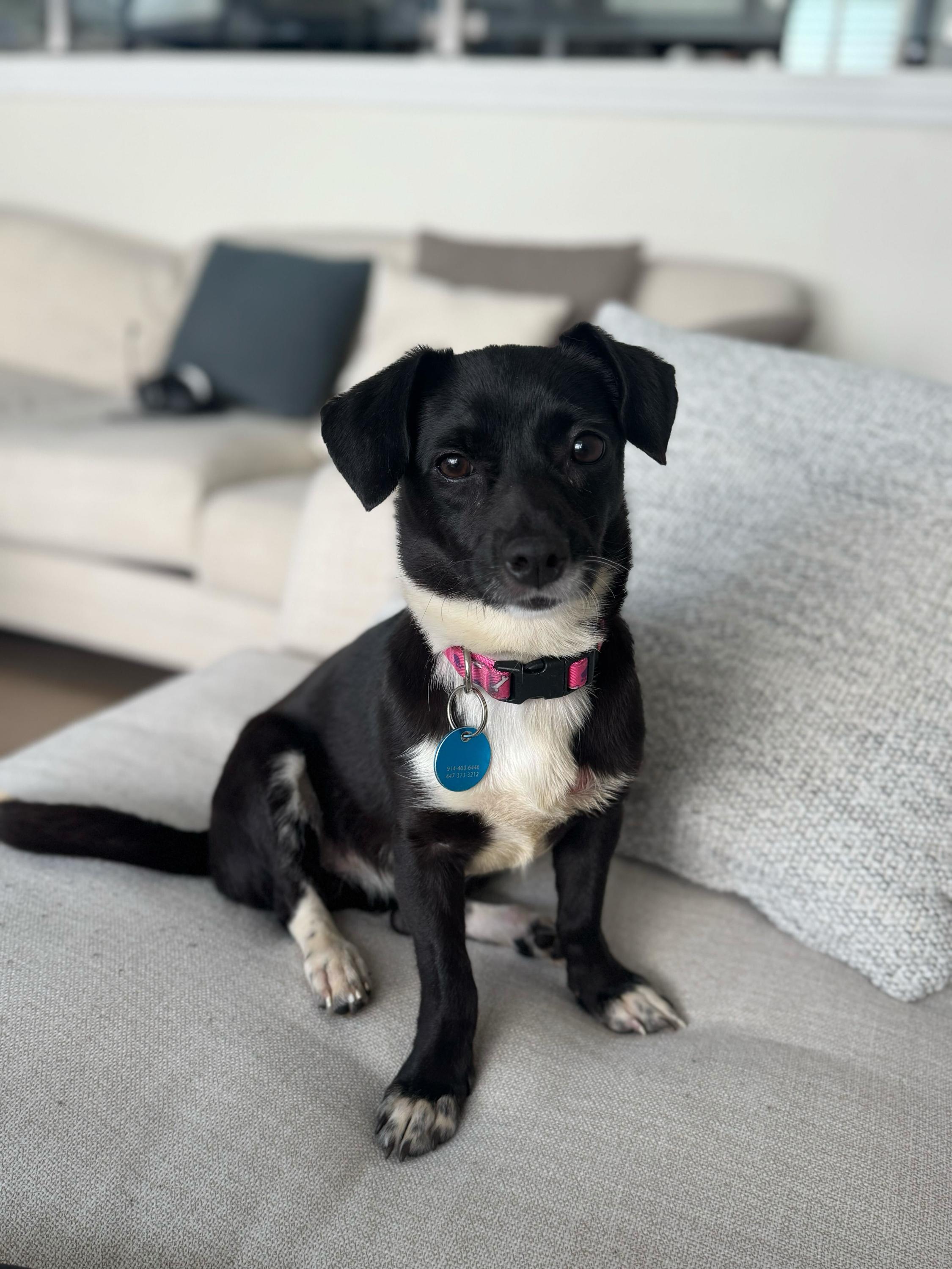 Enlarge Cleo, a ADOPTABLE mixed breed in Pasadena, CA image 4/6