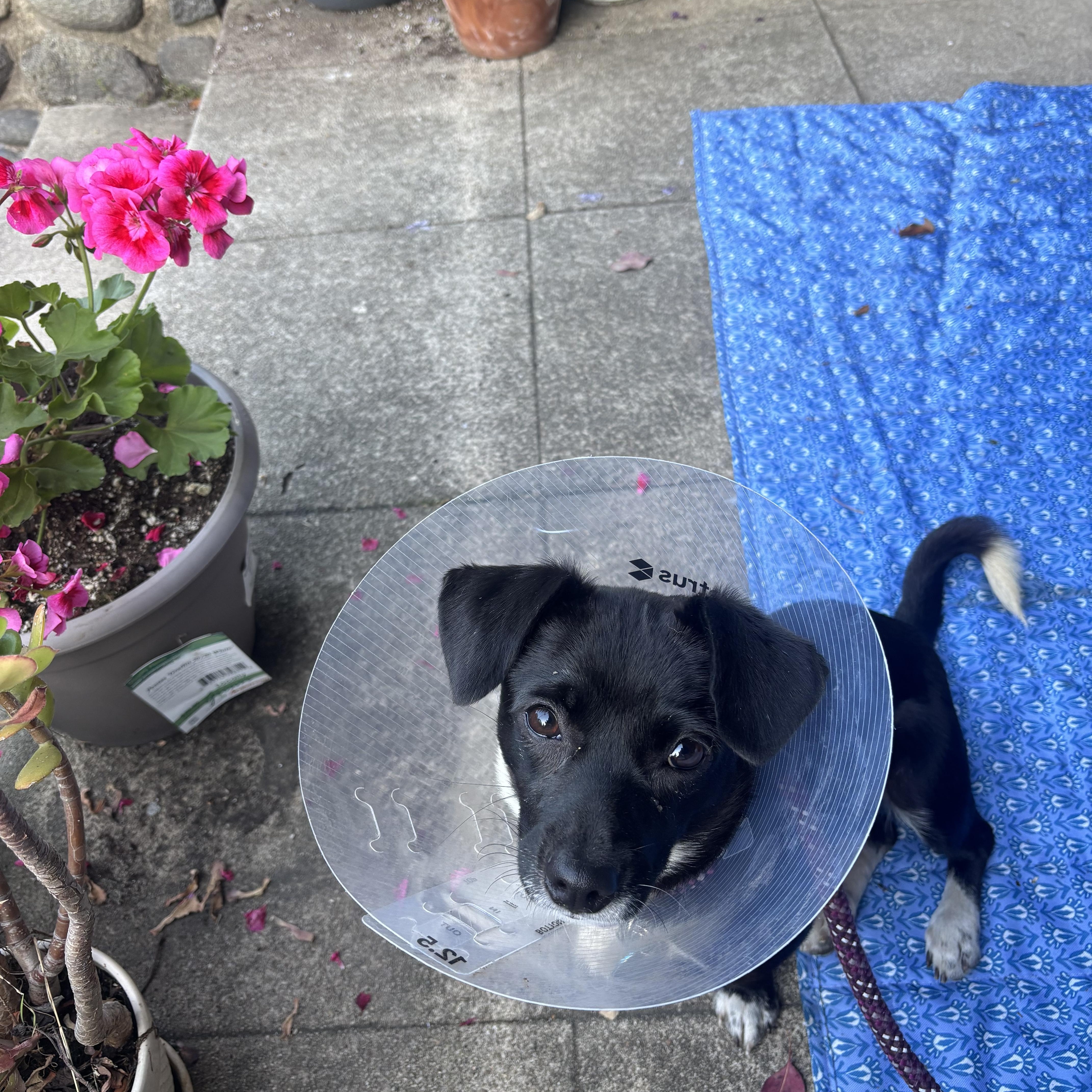 Enlarge Cleo, a ADOPTABLE mixed breed in Pasadena, CA image 6/6