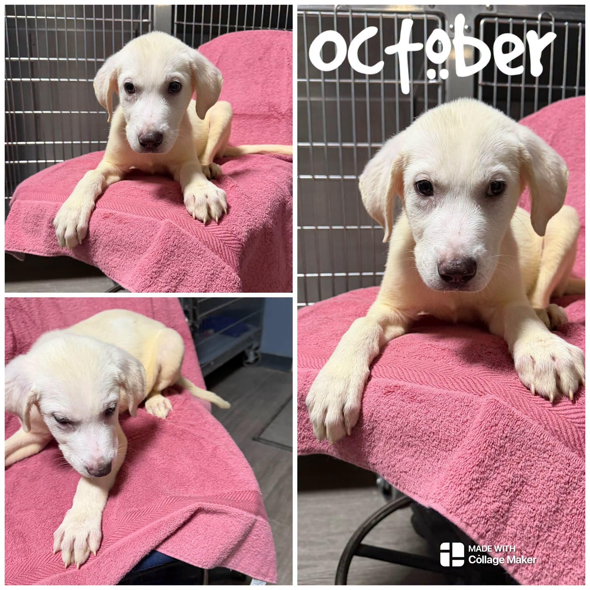 October, Adoptable, Young Male Great Pyrenees.