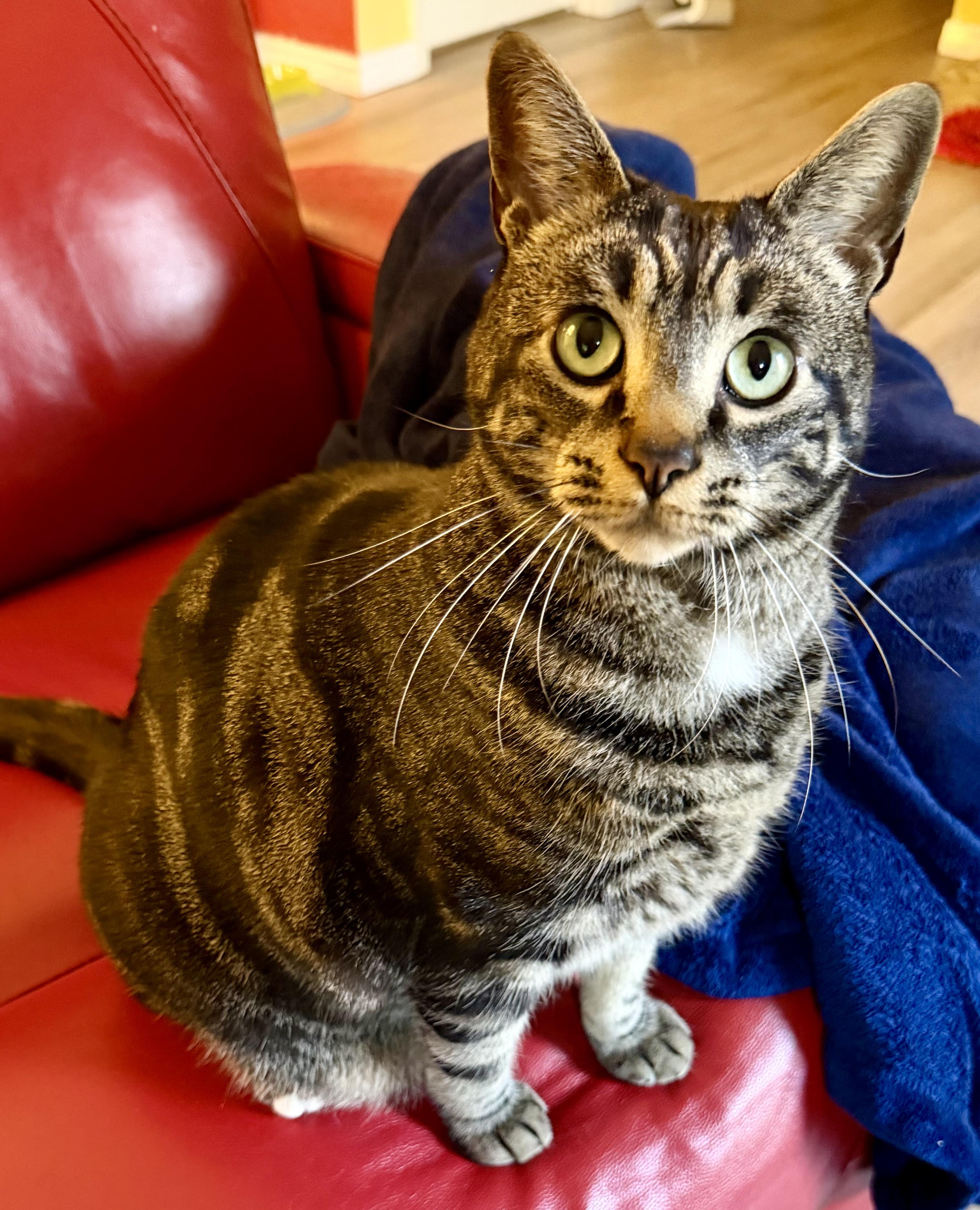 Diego- Courtesy Listing, Adoptable, Adult Male Domestic Short Hair.