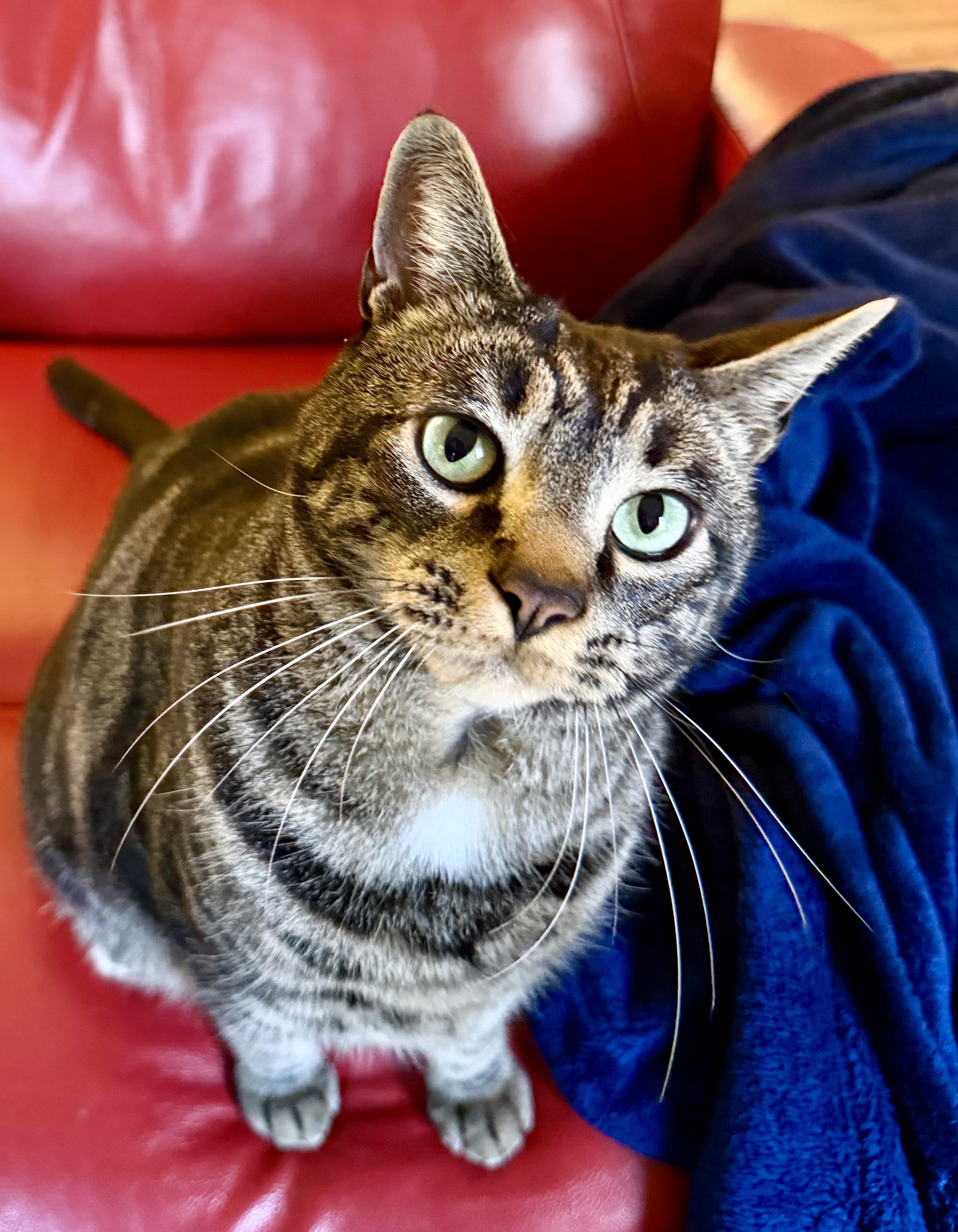 Enlarge Diego- Courtesy Listing, a Adoptable Domestic Short Hair in Fayetteville, AR image 2/3