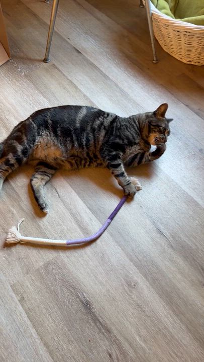 Enlarge Diego- Courtesy Listing, a Adoptable Domestic Short Hair in Fayetteville, AR video 3/3