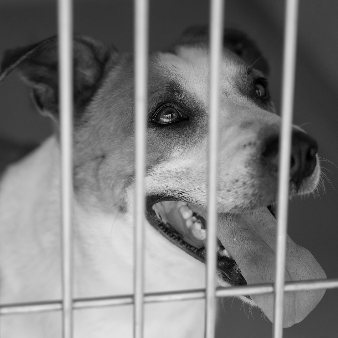Benji, a Adoptable Beagle in Nocona, TX image 1/5