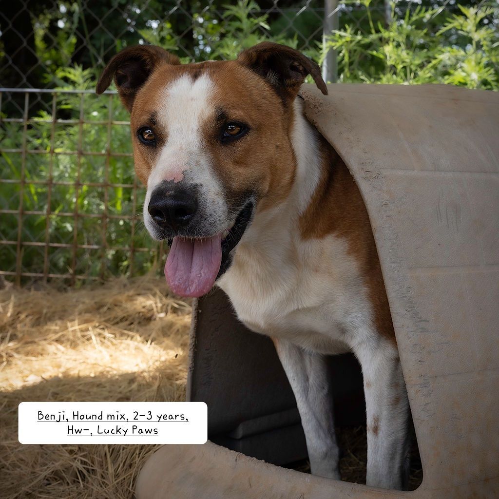 Benji, a Adoptable Beagle in Nocona, TX image 4/5