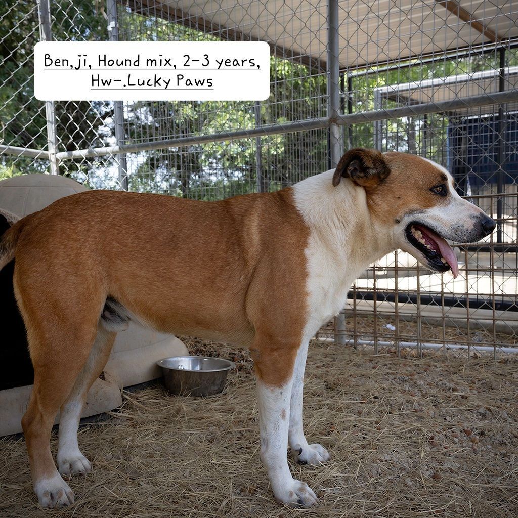 Benji, Adoptable, Adult Male Beagle.
