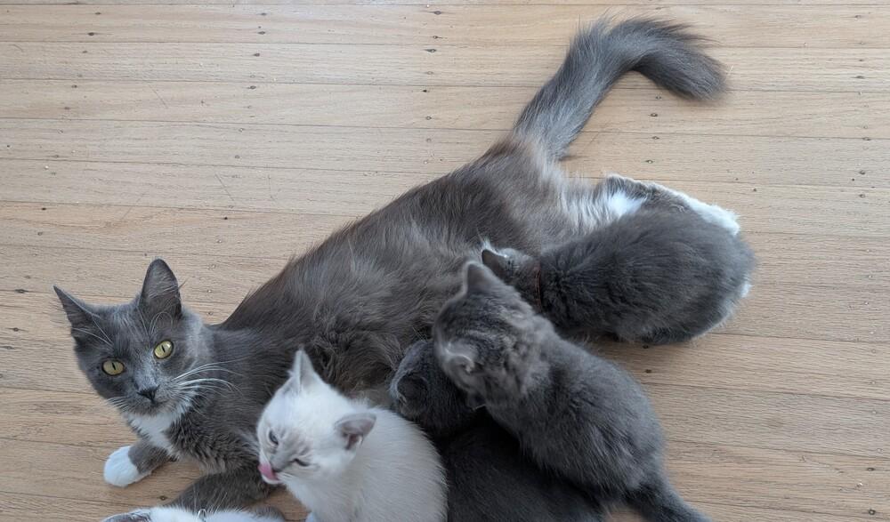 Potato, Adoptable, Adult Female Domestic Long Hair.