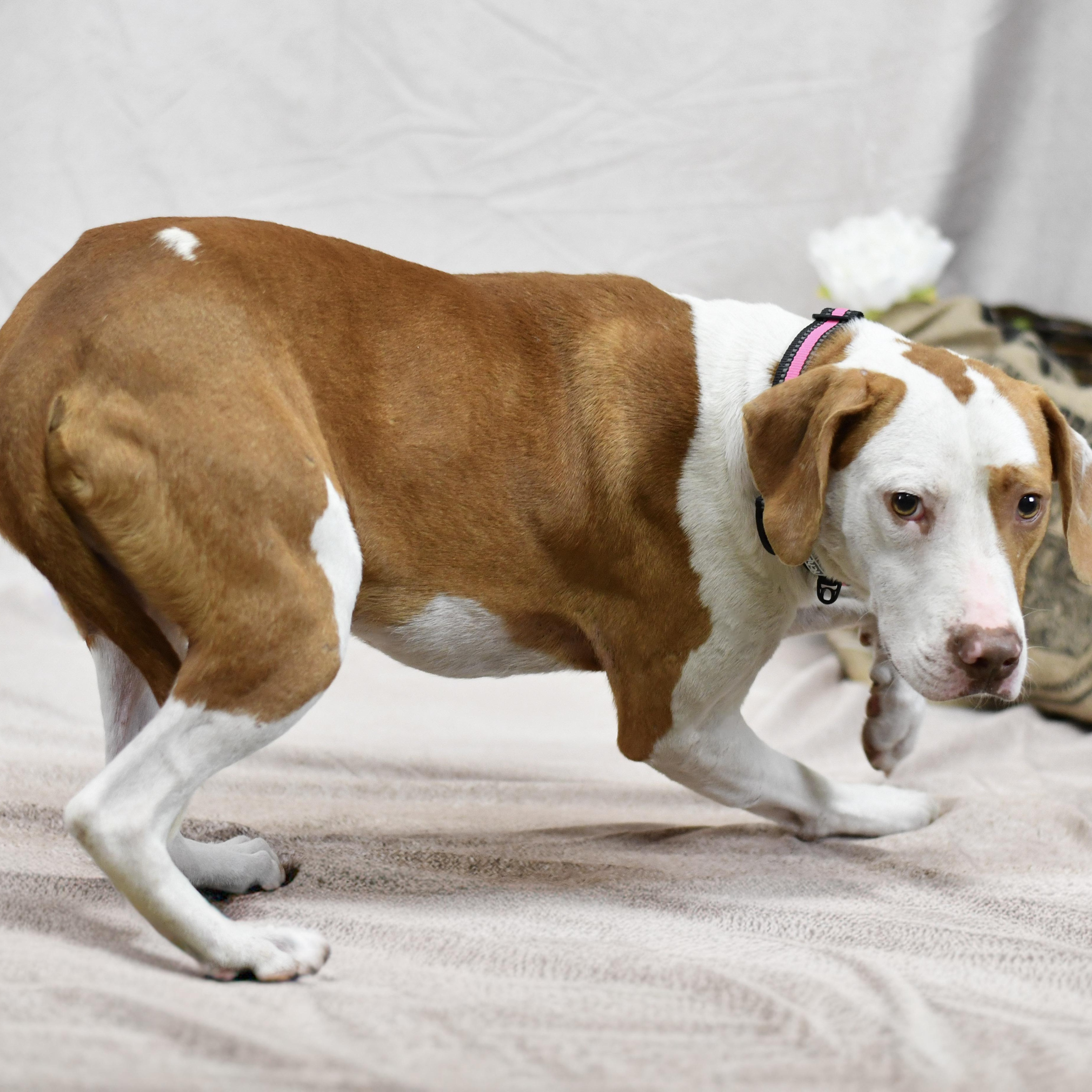 Enlarge James, a ADOPTABLE Mixed Breed in Defuniak Springs, FL image 1/1