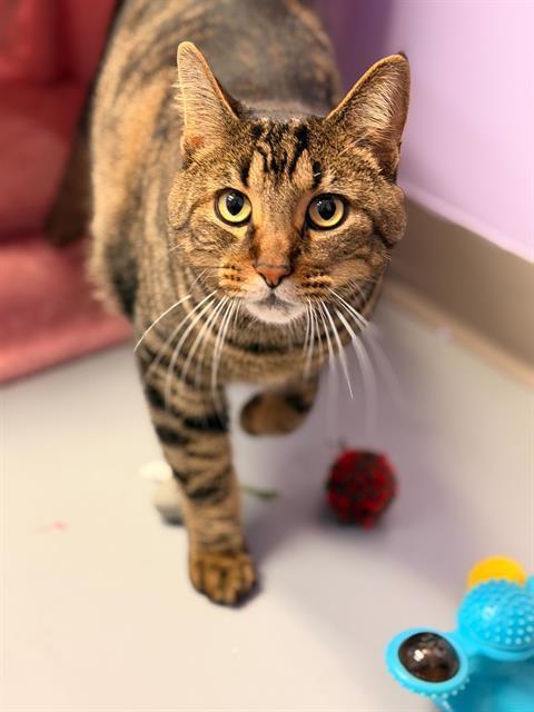 FINN, Adoptable, Young Male Domestic Short Hair.