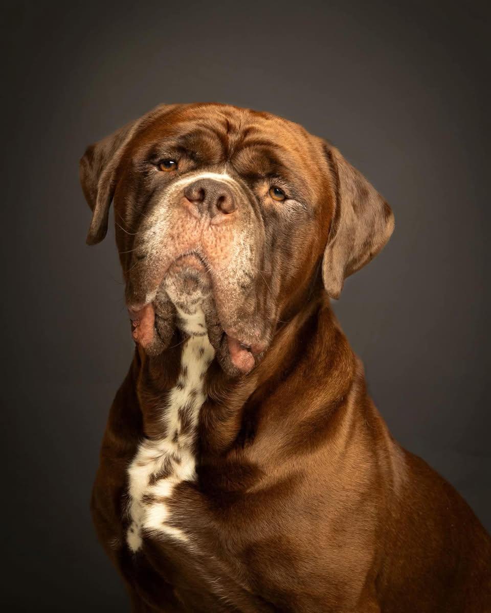 Moose, Adoptable, Young Male Mastiff.